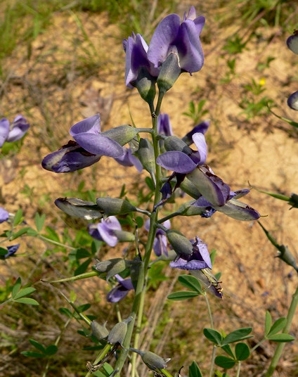 {Baptisia australis var. aberrans}